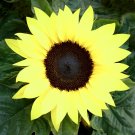 80 Lemon Queen Sunflowers Heirloom