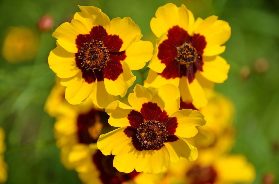 1000+ Dwarf Plains Coreopsis Wildflower Seeds (Coreopsis Tinctoria Dwarf)