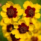 1000+ Dwarf Plains Coreopsis Wildflower Seeds (Coreopsis Tinctoria Dwarf)
