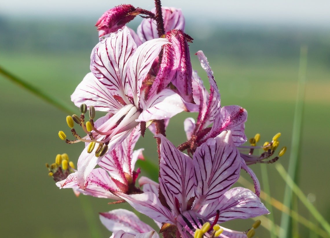 Red Gas Plant {Dictamnus Var. Rubra} Natures' Wonder Perennial  10 Seeds