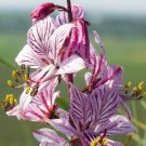 Red Gas Plant {Dictamnus Var. Rubra} Natures' Wonder Perennial  10 Seeds