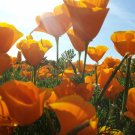 Golden Poppy 2000+ Seeds {Eschscholzia Californica} Showy