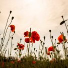 1400+ Red Poppy Seeds (Papaver Rhoeas) Corn Poppies American Legion Flower Shirley Poppy Flanders