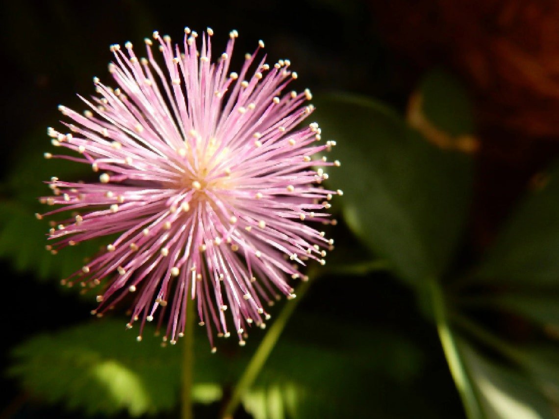 Shy Flower {Mimosa Pudica} Sensitive Plant
