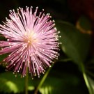 Shy Flower {Mimosa Pudica} Sensitive Plant