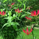 Glory Lily {Gloriosa Rothschildiana} Fragrant  10 Seeds