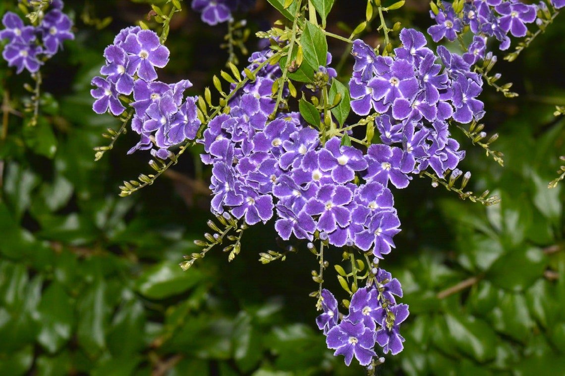 Sky Flower {Duranta Repens} Tropical Ornate Shrub  10+ Seeds