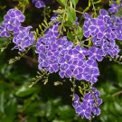 Sky Flower {Duranta Repens} Tropical Ornate Shrub  10+ Seeds
