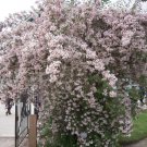 Beautybush {Kolkwitzia Amabilis} Ornate Flowering Shrub  10 Seeds