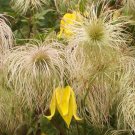 Golden Bell Clematis Vine {Clematis Tangutica} Flowering  Pre-Stratified 20 Seeds