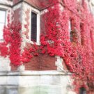 Virginia Creeper Vine {Parthenocissus Quinquefolia} Stunning Reds  25 Seeds