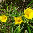 Yellow Oleander {Thevetia Nereifolia} Pre-Stratified   3 Seeds