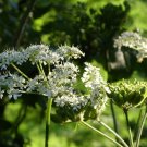 Anise Herb 150+ Seeds (Pimpinella Anisum)