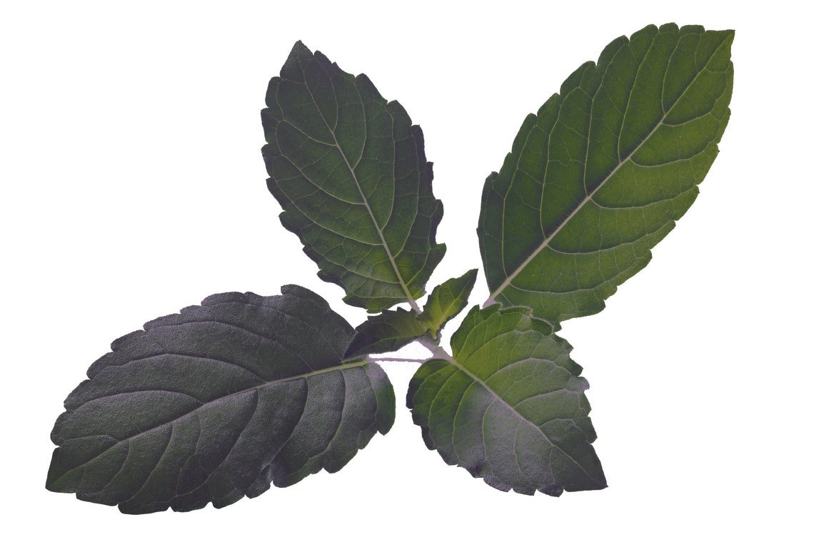 Purple Tulsi Holy Basil Organic Seeds (O. Sanctum) Perennial