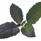 Purple Tulsi Holy Basil Organic Seeds (O. Sanctum) Perennial