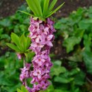 Paradise Plant {Daphne Mezereum} Purple Showy Tropical  10 Seeds