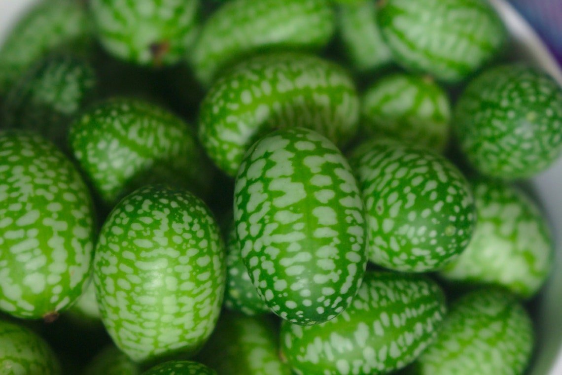 10 Cucamelon Mouse Melon Sour Gherkin Seeds (Melothria Scabra) Rare Mini'S