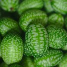 10 Cucamelon Mouse Melon Sour Gherkin Seeds (Melothria Scabra) Rare Mini'S
