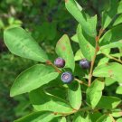 Evergreen Huckleberry {Vaccinium Ovatum} Heirloom  25+ Seeds