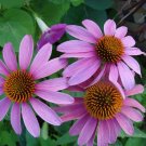 Purple Coneflower {Echinacea Purpurea} Perennial Herb  200+ Seeds