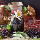 Organic Wild Elderberry Black Fruiting Shrub {Sambucus Cadensis} Edible  Culinary 50+ Seeds