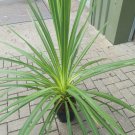 Blue Dracaena {Cordyline Indivisa (Australis)-Hort} Tropical Beauty  10 Seeds