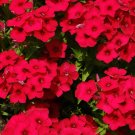 Red Scarlet Phlox Drummondii 100+Flower Seeds