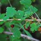 Organic Trumpet Gooseberry Fruiting Shrub {Ribes Leptanthum}  40 Seeds