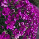 150 Rock Cress Seeds Aubrieta Cascading Purple Flowers - Perennial Ground Cover