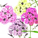 100 Pastel Phlox Drummondi Flower Seeds - A Mix Of Pink Salmon Yellow Rose And White