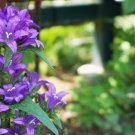 Florist Choice! Giant Bellflower {Campanula Latifolia Macrantha} 1St Year Bloom  50+ Seeds