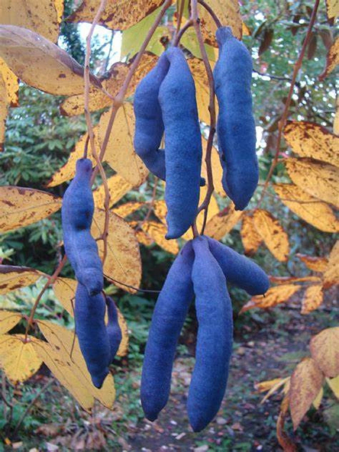 Blue Sausage Fruit Shrub {Decaisnea Fargesii} Organic  10 Seeds