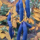 Blue Sausage Fruit Shrub {Decaisnea Fargesii} Organic  10 Seeds