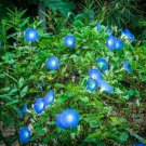 1400+ Heavenly Blue Morning Glory Seeds Bulk Untreated