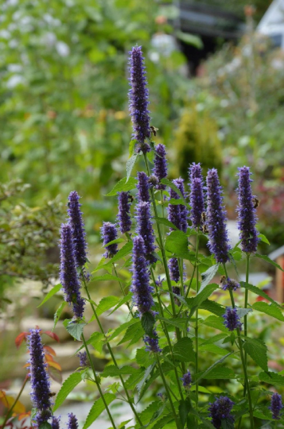 Korean Mint {Agastache Rugosa} Tea Alt  100+ Seeds Seed