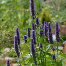 Korean Mint {Agastache Rugosa} Tea Alt  100+ Seeds Seed