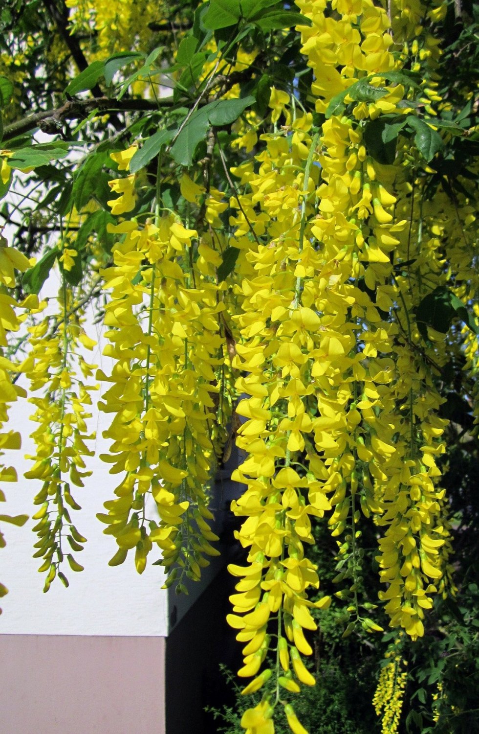 Golden Chain Tree {Laburnum Alpinum} Scotch Laburnum Ornamental Showy  20 Seeds