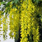 Golden Chain Tree {Laburnum Alpinum} Scotch Laburnum Ornamental Showy  20 Seeds