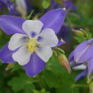 Rocky Mountain Columbine Medicinal Flower Colorado ""Blue Star"" Columbine   100+ Seeds {Aquilegia C