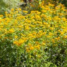 Mexican Mint Marigold 100+ Seeds (Tagetes Lucida)
