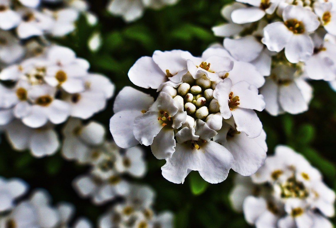250+ Empress White Candytuft Rocket Flower Seeds (Iberis Amara) Medicinal Plant