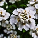 250+ Empress White Candytuft Rocket Flower Seeds (Iberis Amara) Medicinal Plant