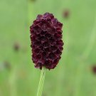 Culinary Burnet Sanquisorba Minor 