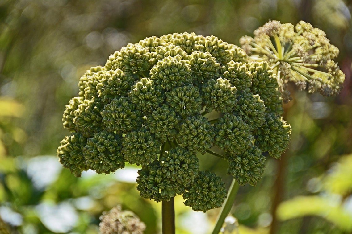 80 Great Angelica Seeds