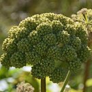 80 Great Angelica Seeds