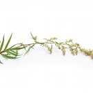 Mugwort Herb Seeds 500+: Medicinal Culinary Heirloom Perennial (Artemisia Vulgaris)