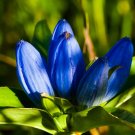 Blue Bottle Gentian {Gentiana Andrewsii} Ornate Blooms  200+ Seeds