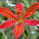 Black Berry Lily {Belmcanda Chinensis} Perennial   10 Seeds