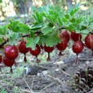 Organic Sierra Goosebery {Ribes Roezlii} Edible Flowering Shrub  10 Seeds