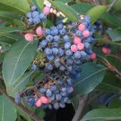 Organic Wild Raisin {Viburnum Cassinoides} Tasty Edible  20 Seeds